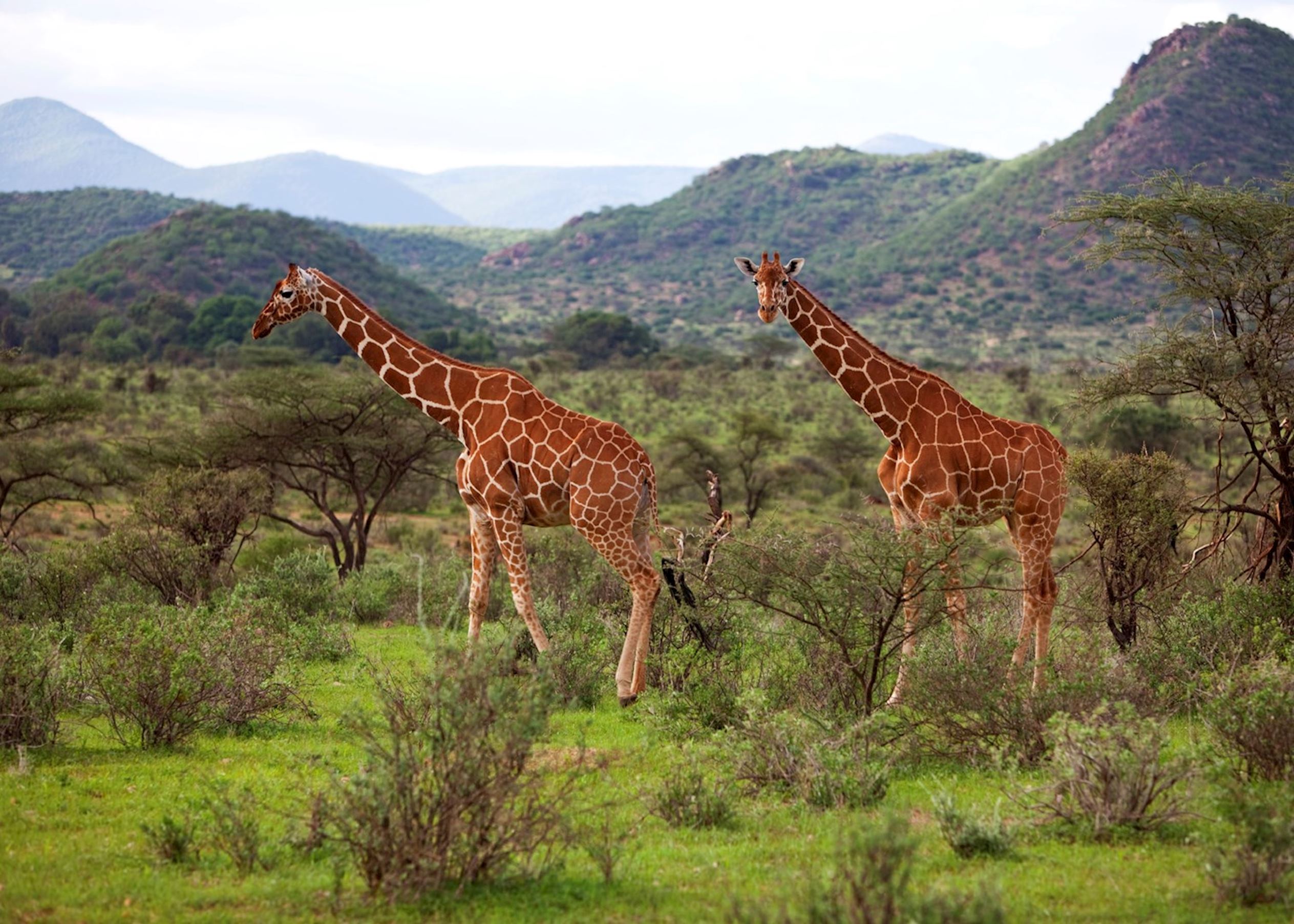 Oriana Safaris