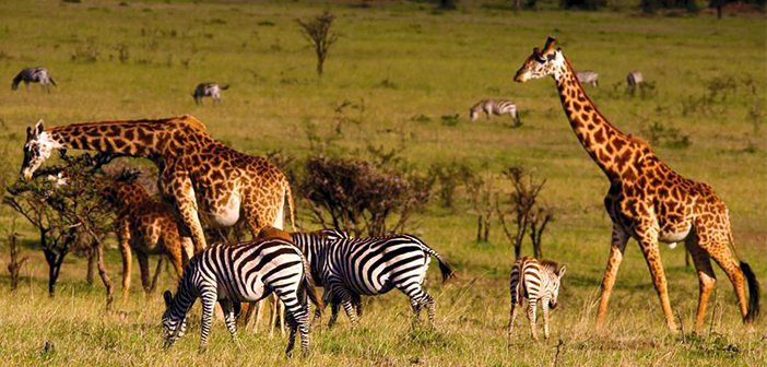 Oriana Safaris
