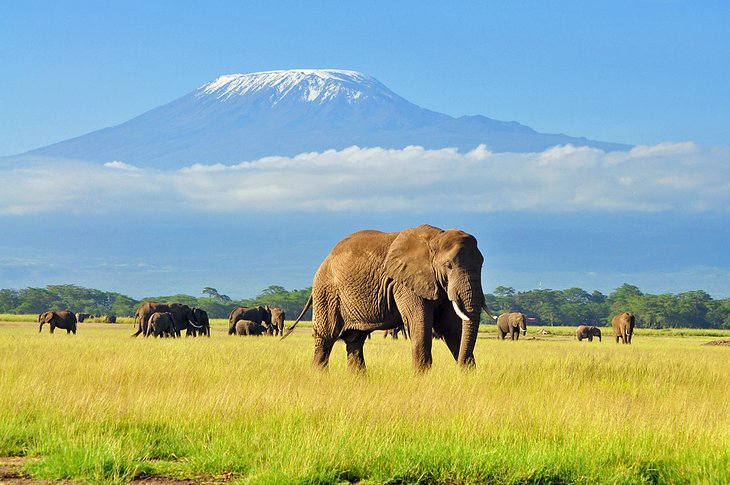 Oriana Safaris