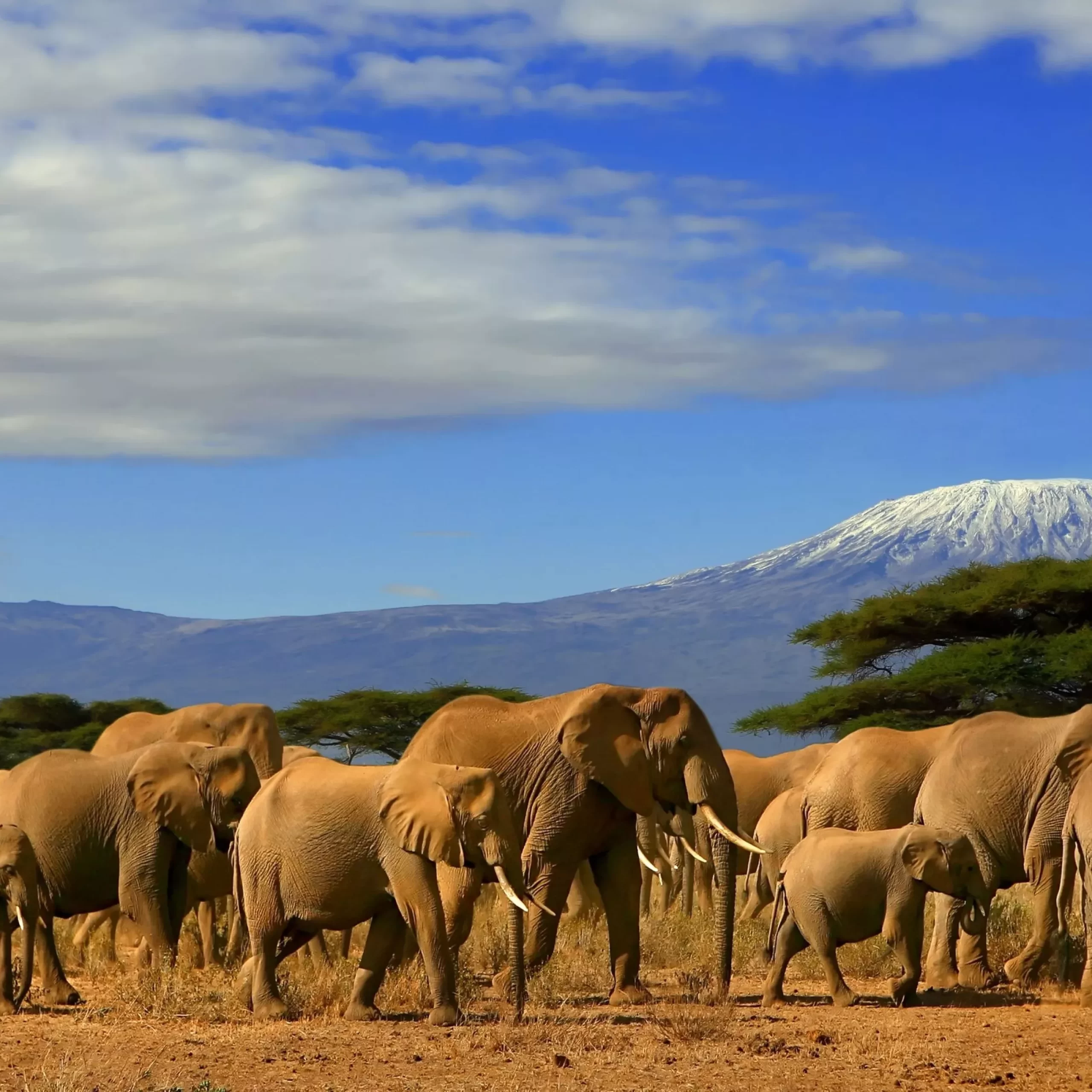 Oriana Safaris