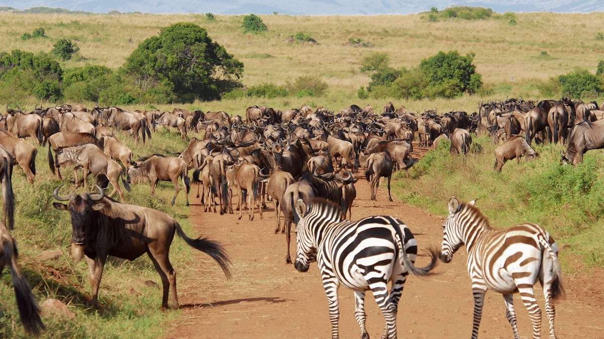 Oriana Safaris